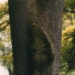 Der "gro&szlig;ohrige" Zwiesel deutet auf einen ausgedehnten Rindeneinschluss. Insbesondere wenn ein solcher Baum freigestellt wird, entsteht ein hohes Bruchrisiko.