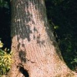Die flaschenhalsartige Wuchsform weist auf adaptives Wachstum des Baumes. Hier wird die "Reparatur" eines inneren Defektes versucht (durch Holzzersetzung). Der Erfolg w&auml;re durch eine Untersuchung zu verifizieren.
