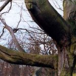 &ldquo;Ungl&uuml;cksbalkenriss&rdquo; im aufw&auml;rts gebogenen Ast und logitudinale Rinne im Stamm, die wie ein Scharnier die Schwingung des Starkastes aufnimmt.
		