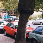 Die spektakul&auml;re Veredelungsstelle kann eine Gefahrenstelle sein (muss aber nicht).
Der Kanaldeckel ist, wenn er in Zusammenhang mit den Bauma&szlig;nahmen der j&uuml;ngeren Zeit
eingebaut wurde, ein Hinweis f&uuml;r m&ouml;glicherweise gef&auml;hrliche Wurzelverluste.